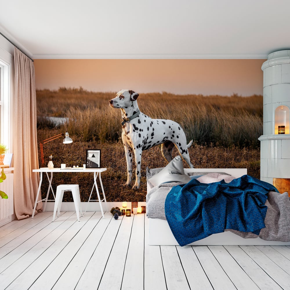 Papiers Peints Panoramique - Dalmatian saltmarsh at sunset - Photo Wallpaper Dog