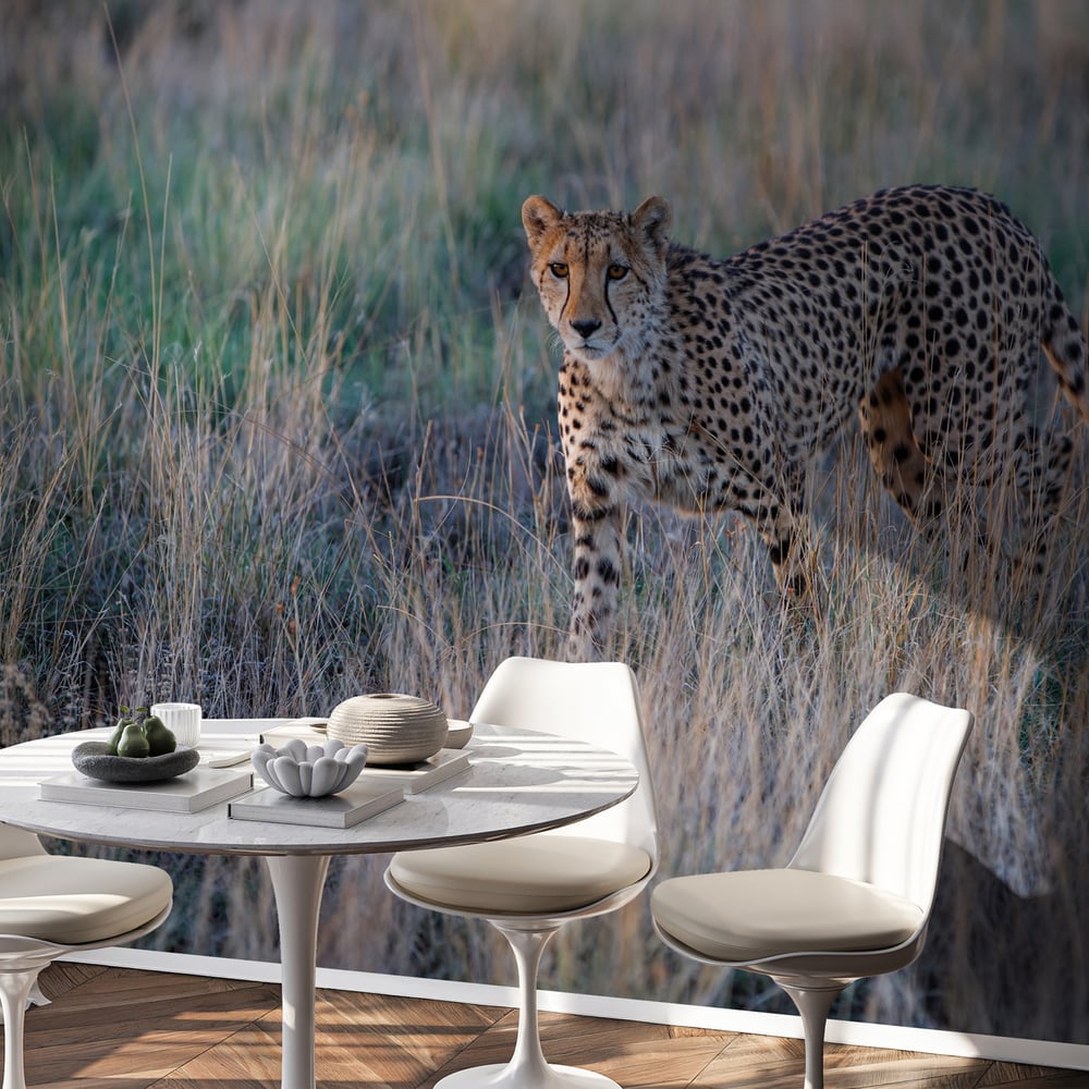 Wall Mural - Cheetah Hunting at Sunset, South Africa - Scandiwall