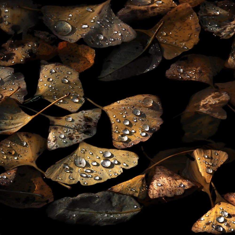 Fototapet - Autumn Still Life. - Photo Wallpaper Nature and landscape