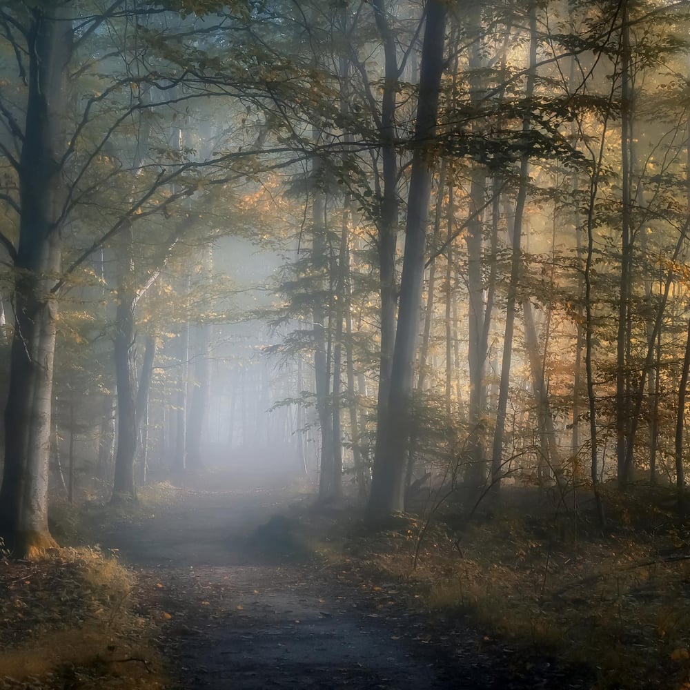 Fototapet - Autumn symphony - Photo Wallpaper Forest
