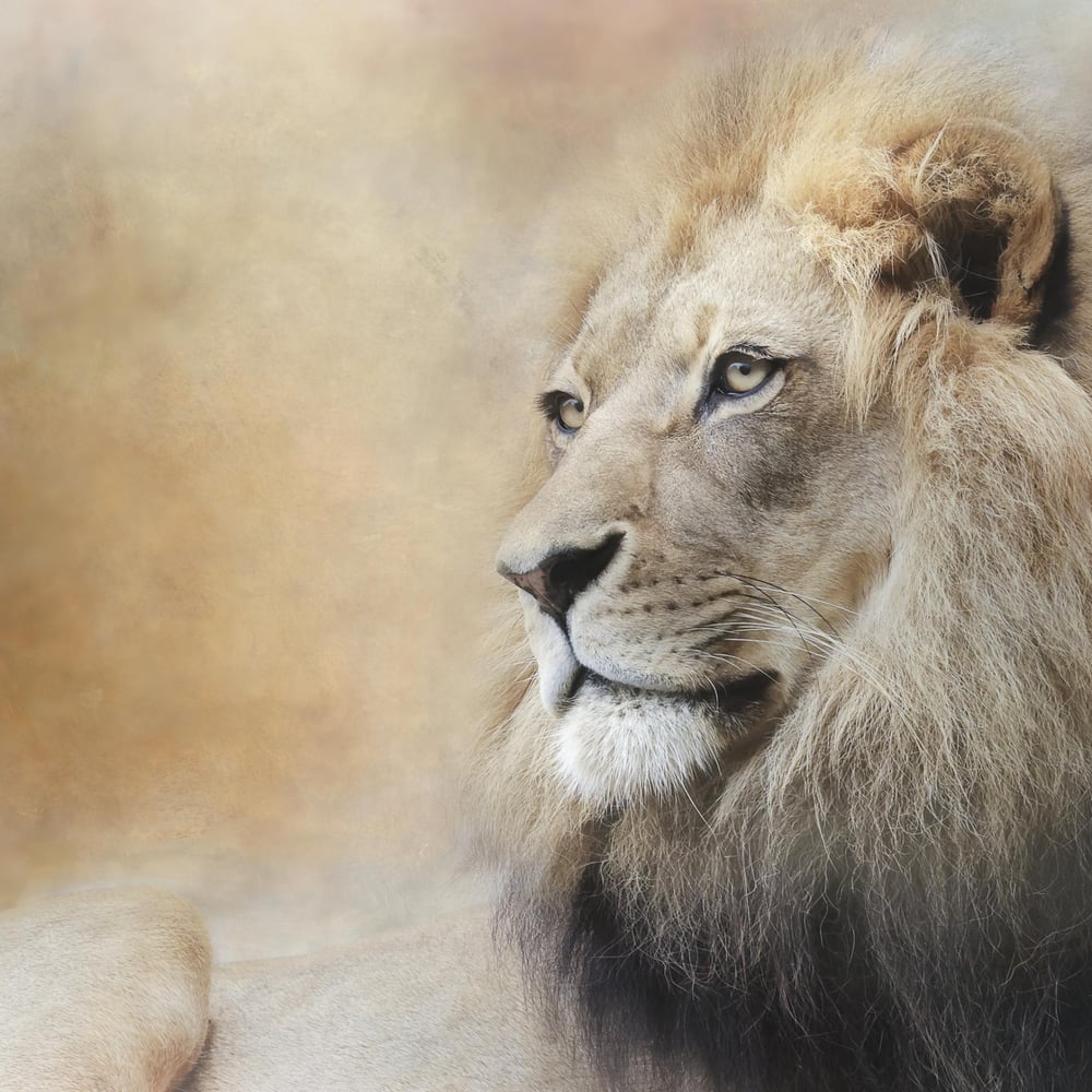 Papiers Peints Panoramique - In Deep Thought - Photo Wallpaper Lion