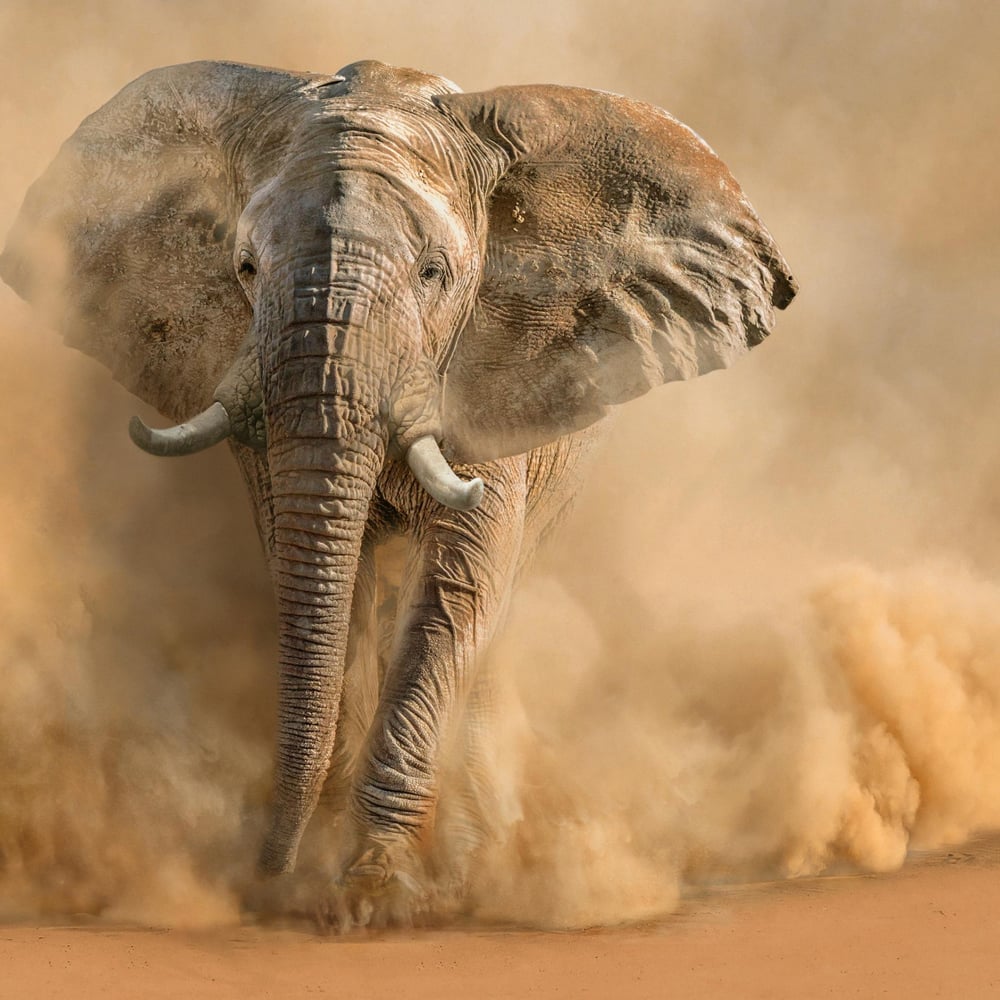 Papiers Peints Panoramique - Desertstorm - Photo Wallpaper Elephant
