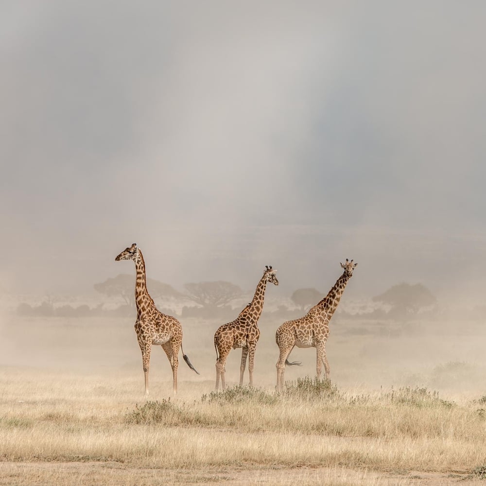 Papiers Peints Panoramique - Giraffes on dusty Savannah - Photo wallpapers