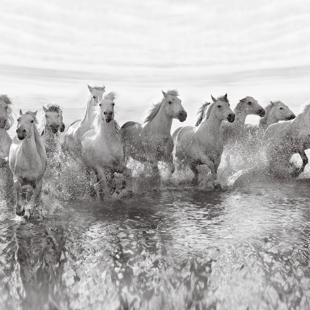 Papiers Peints Panoramique - Illusion of power (13 horse power though) - Photo Wallpaper Horse