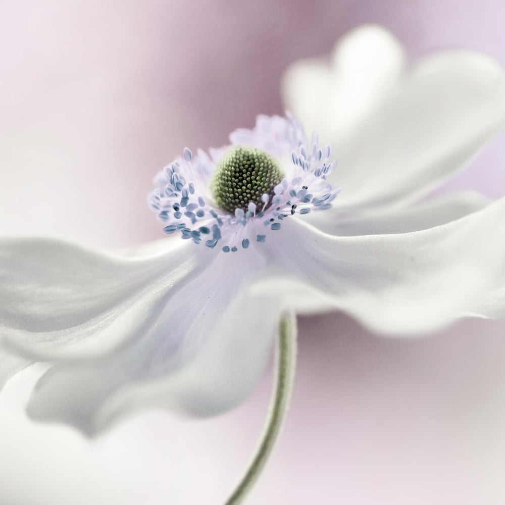 Fototapet - Anemone breeze - Photo Wallpaper Flowers