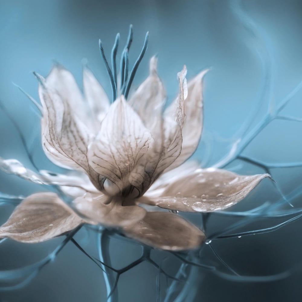 Papiers Peints Panoramique - *Nigella* - Photo Wallpaper Flowers