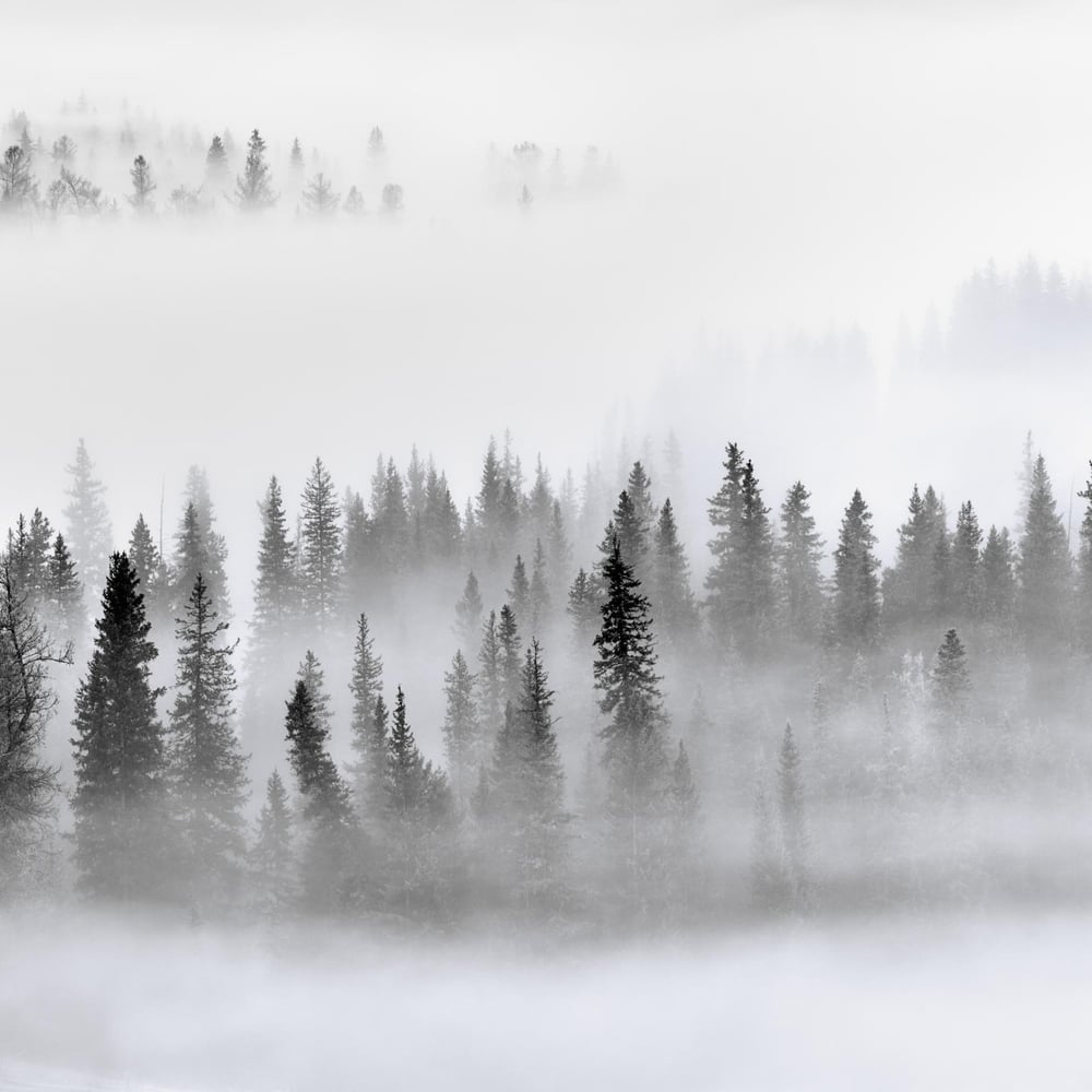 Papiers Peints Panoramique - Forêt brumeuse - Photo Wallpaper Forest