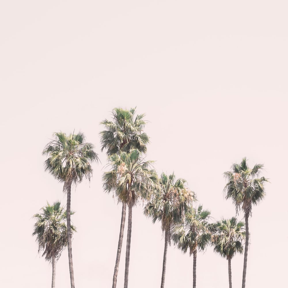 Wall Mural - Blush Palms - Scandiwall