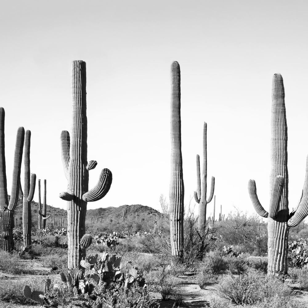Papiers Peints Panoramique - Grey Cactus land - Photo Wallpaper Desert