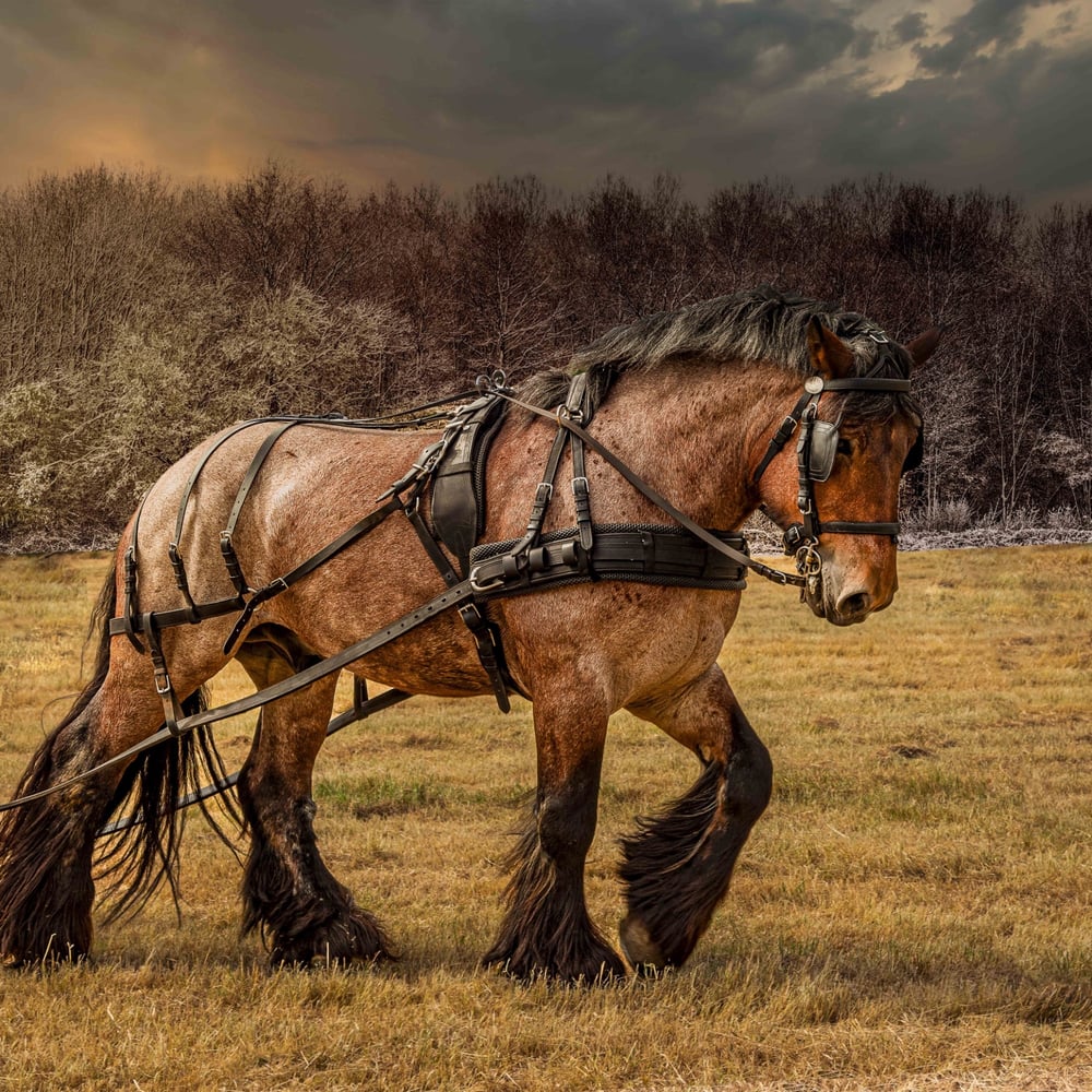 Papiers Peints Panoramique - Cheval VI - Photo Wallpaper Horse