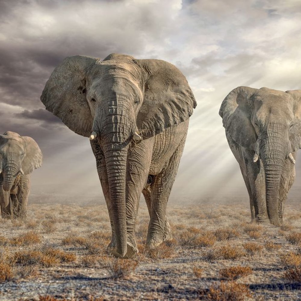 Papiers Peints Panoramique - Etosha Elephants - Photo Wallpaper Elephant