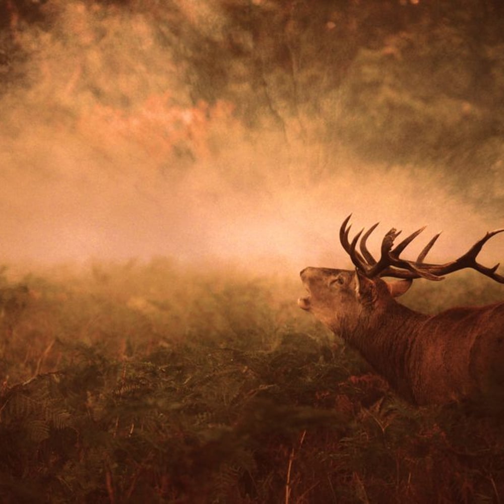 Fototapet - Autumn Is Coming - Brown photo wallpapers