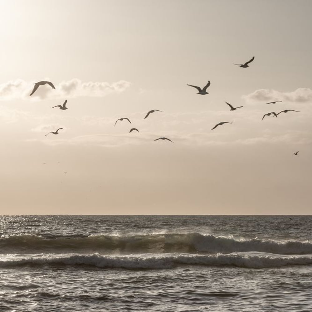 Wall Mural - Birds and the Sea 3 - Scandiwall