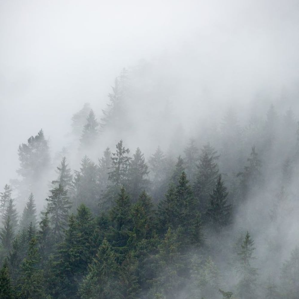 Papiers Peints Panoramique - Foggy Morning 2 - Photo Wallpaper Forest