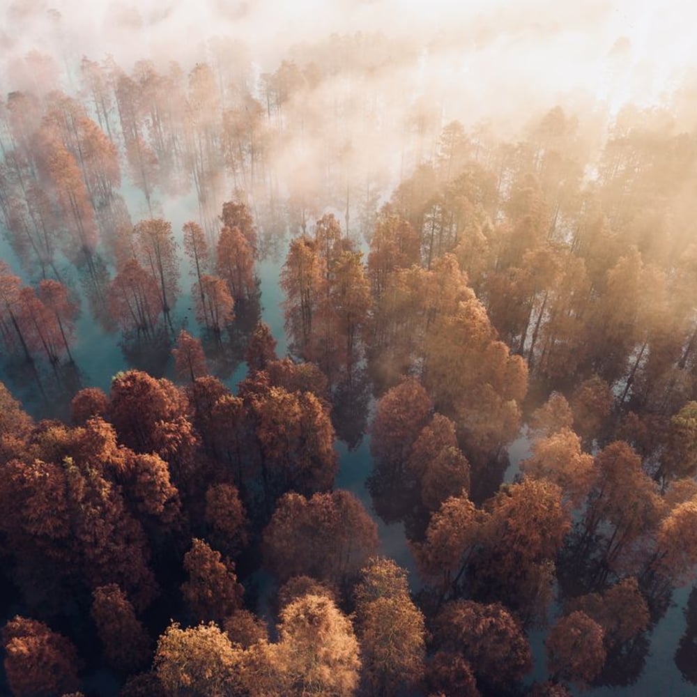 Fototapet - Autumn - Photo Wallpaper Forest