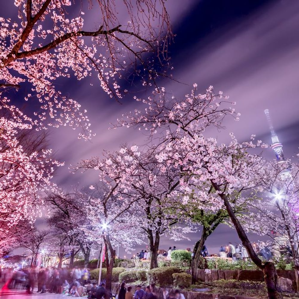 Papiers Peints Panoramique - Cerisiers en fleurs la nuit à Tokyo - Photo Wallpaper Forest