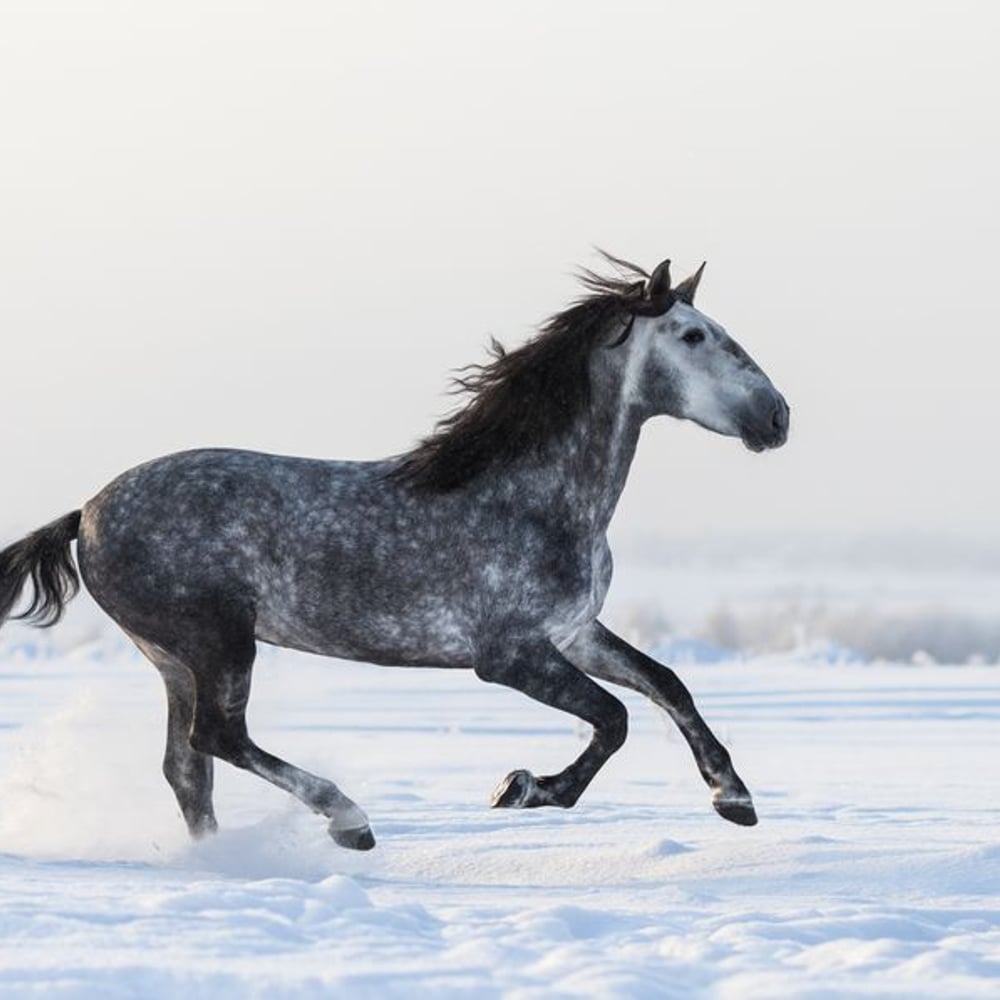 Papiers Peints Panoramique - Gray Andalusian horse galloping on meadow in fresh snow - Photo Wallpaper Horse