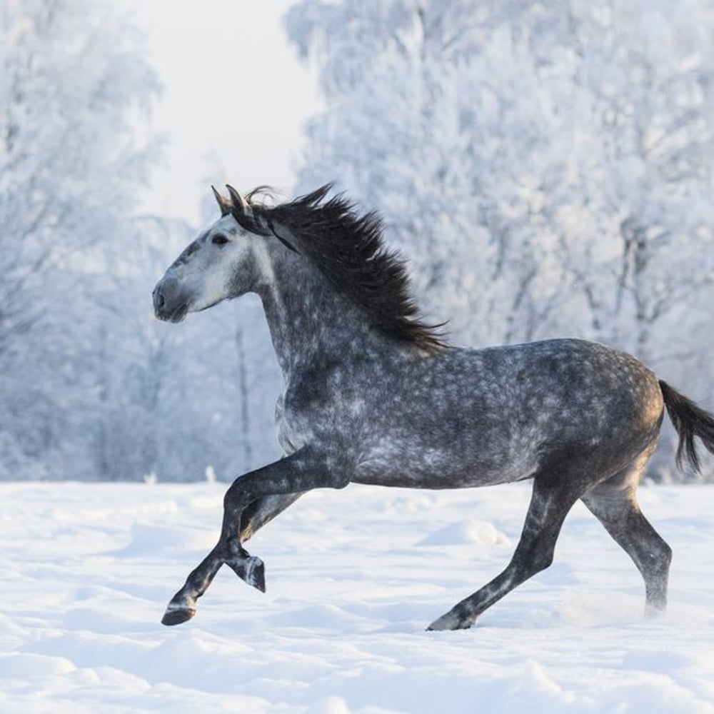 Papiers Peints Panoramique - Galloping in winter - Photo Wallpaper Animals