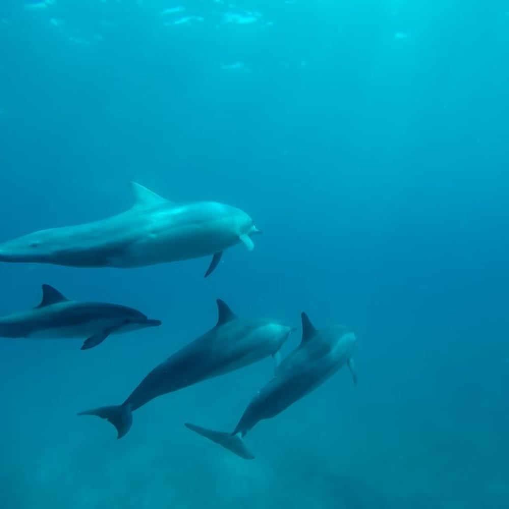 Papiers Peints Panoramique - Delphine - Photo Wallpaper Dolphin