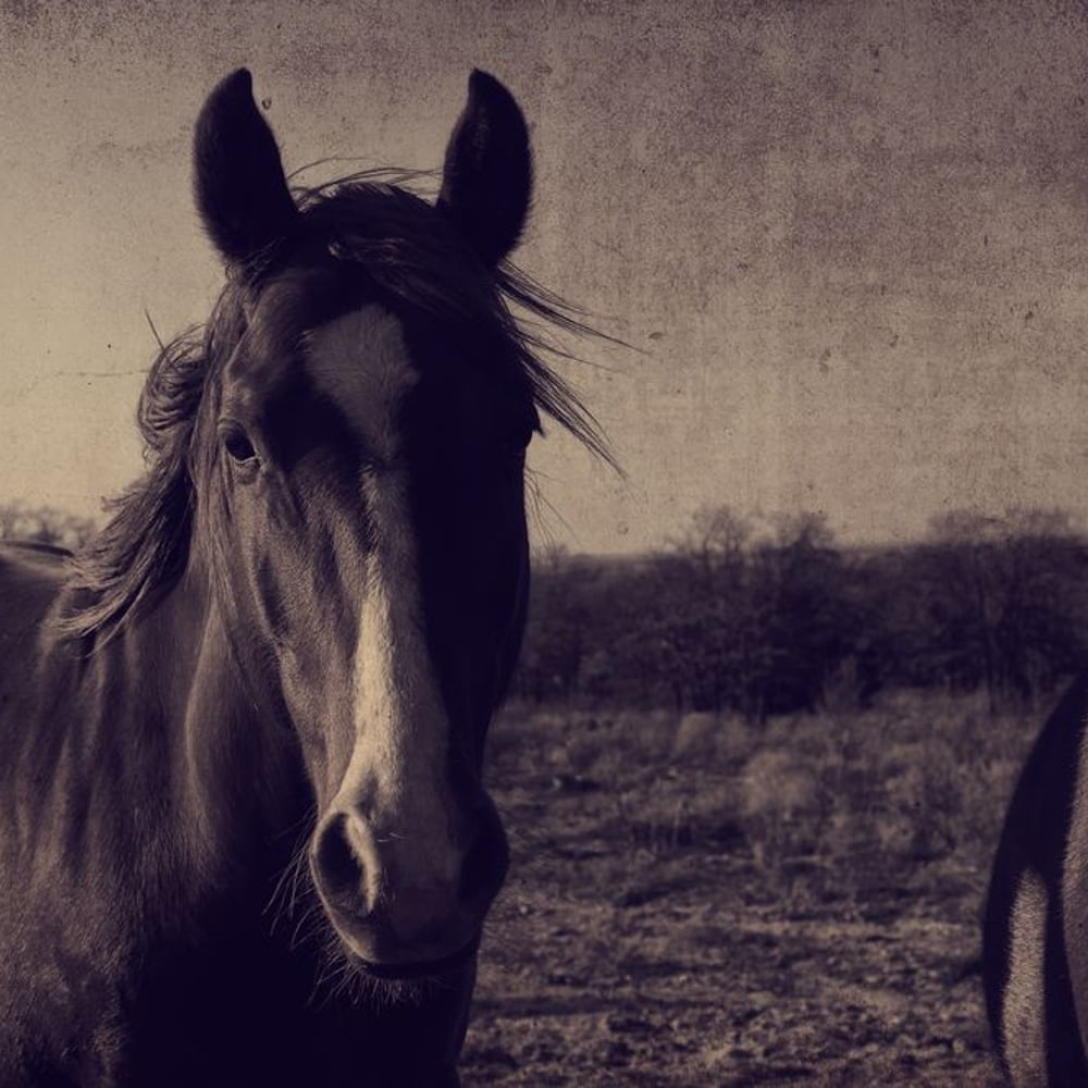 Fototapet - Antique horse portrait fram background Great for graphics or print - Photo Wallpaper Horse