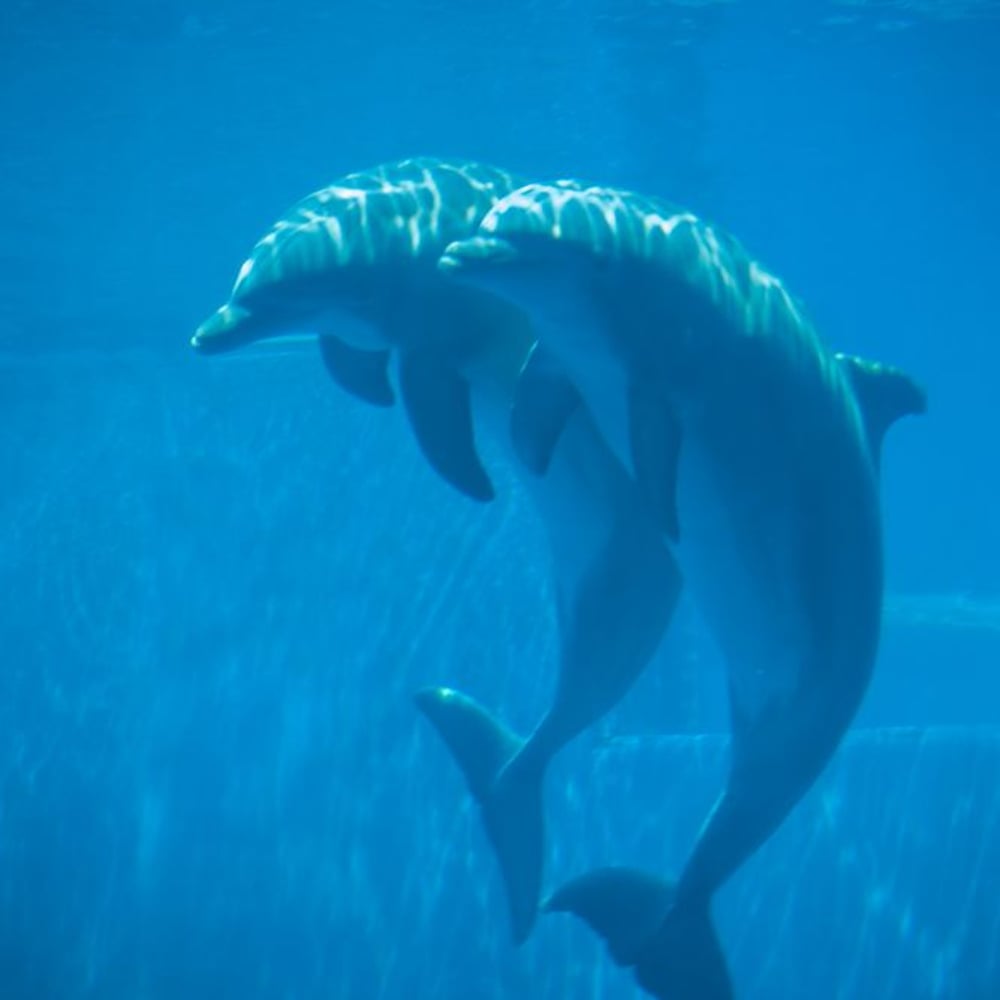 Papiers Peints Panoramique - Crecent Dolphins - Photo Wallpaper Dolphin