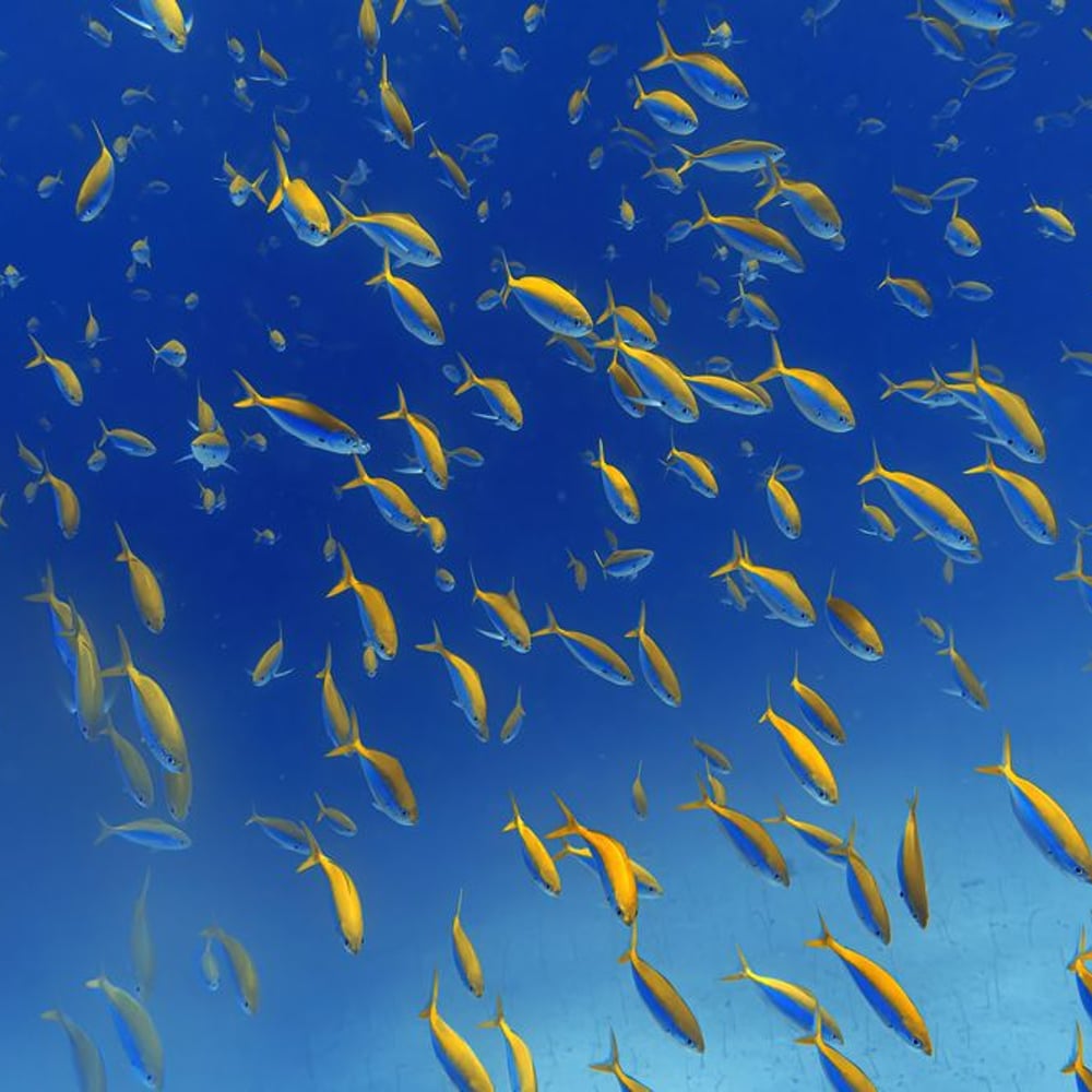 Papiers Peints Panoramique - Folie des poissons - Photo Wallpaper Fish