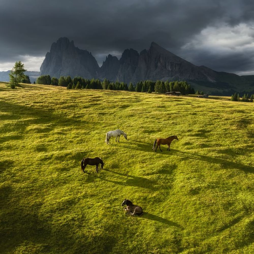 Papiers Peints Panoramique - Horses in the Dolomites - Photo Wallpaper Horse