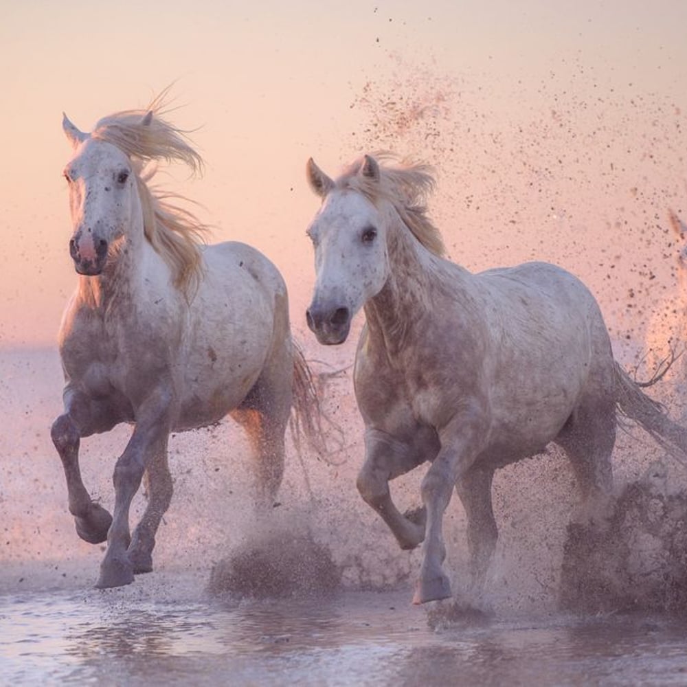 Papiers Peints Panoramique - Camargue horses I - Photo Wallpaper Horse