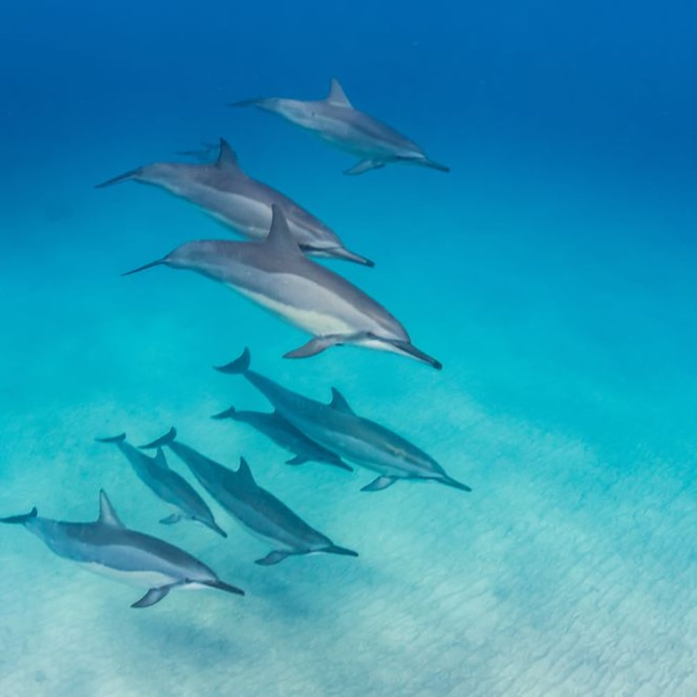 Papiers Peints Panoramique - Dolphin pod Formation - Photo Wallpaper Dolphin