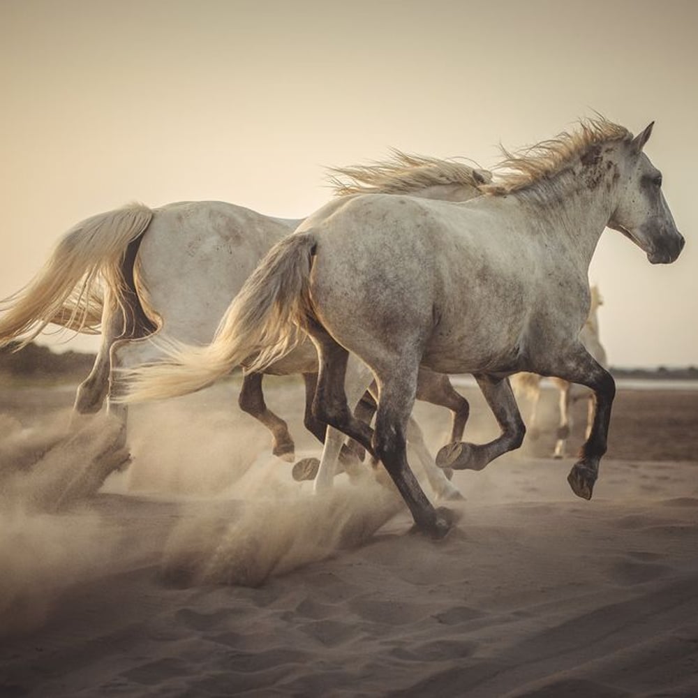 Papiers Peints Panoramique - Camargue horses II - Photo Wallpaper Horse