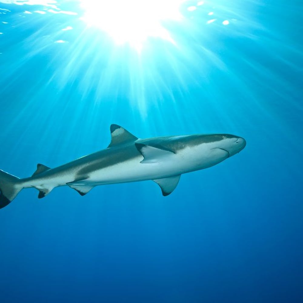 Wall Mural - Blacktip Reef Shark - Scandiwall