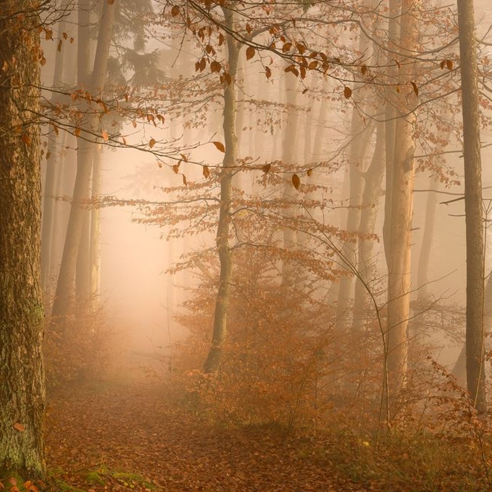 Fototapet - Autumn Forest in Fog - New Arrivals