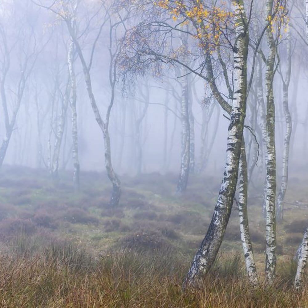 Wall Mural - Birch Trees in the Fog - Scandiwall