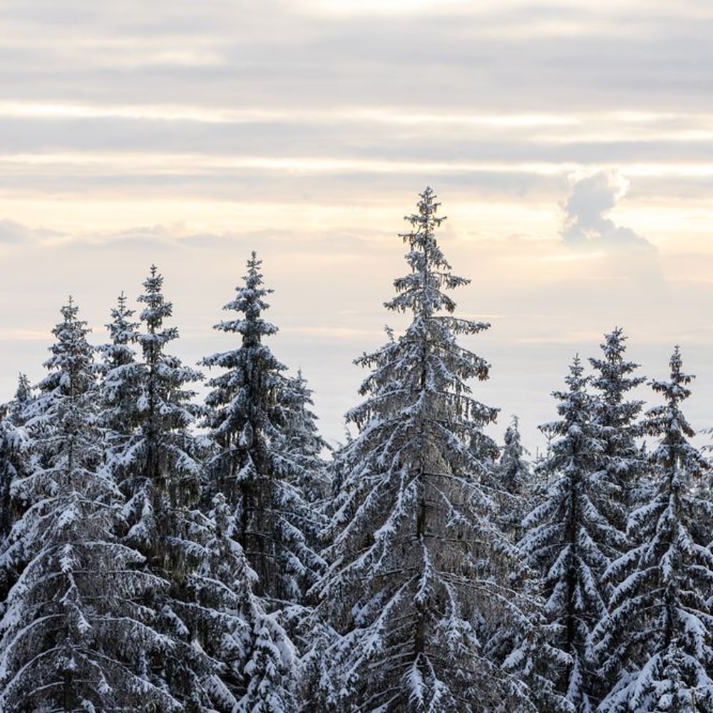 Papiers Peints Panoramique - Fir Trees in the Cold - New Arrivals