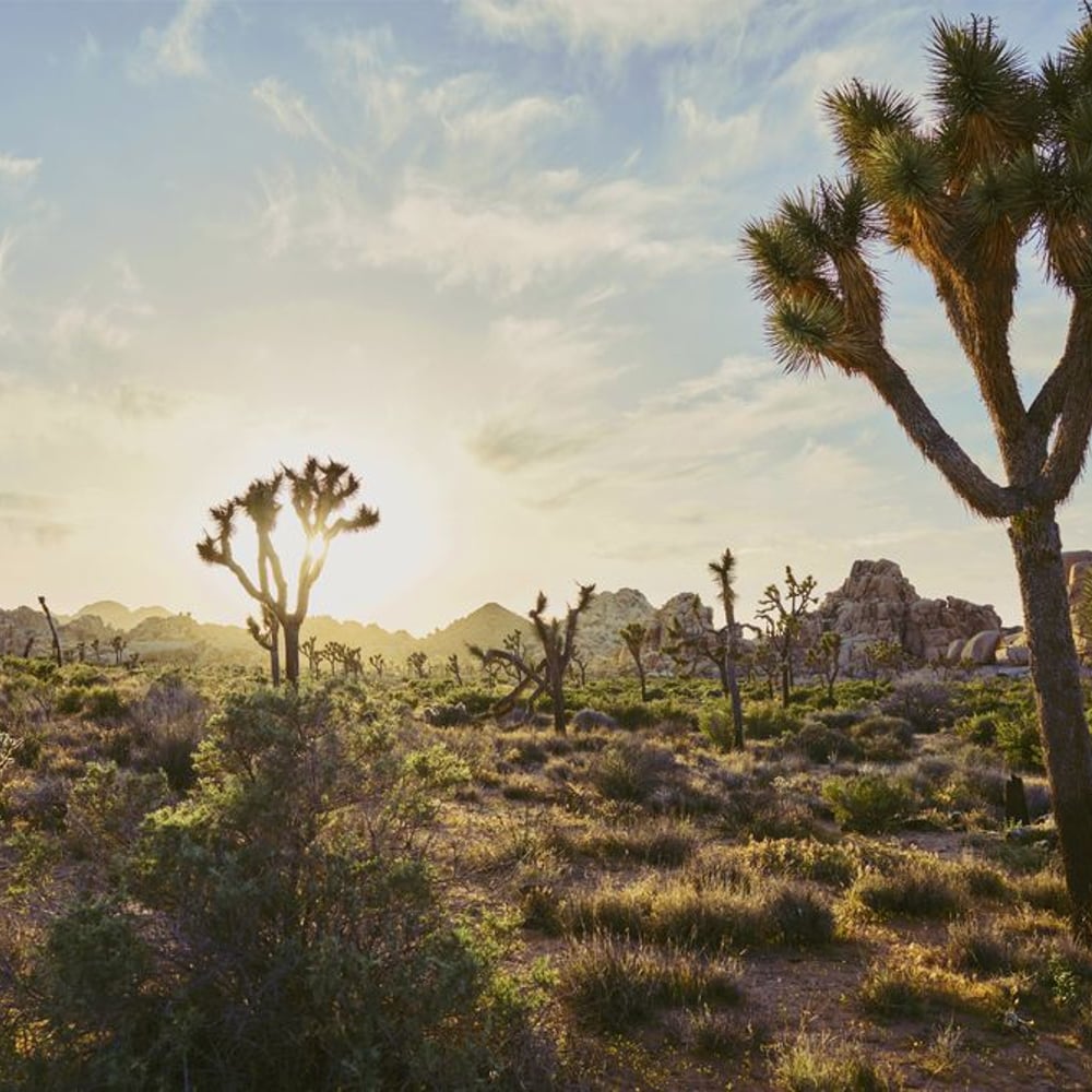 Wall Mural - Beauty of Silence in Joshua Tree Park - Scandiwall
