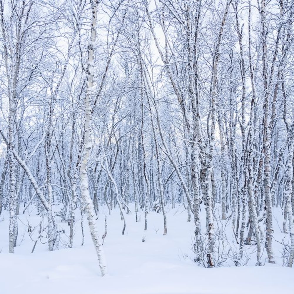 Wall Mural - Birches in the snow - Scandiwall