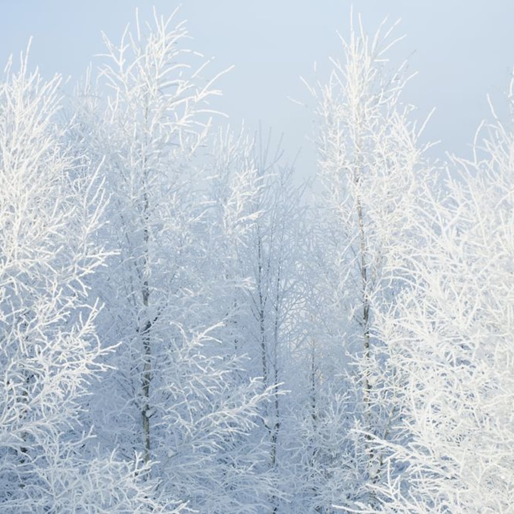 Wall Mural - Beauty of Winter Trees - Scandiwall