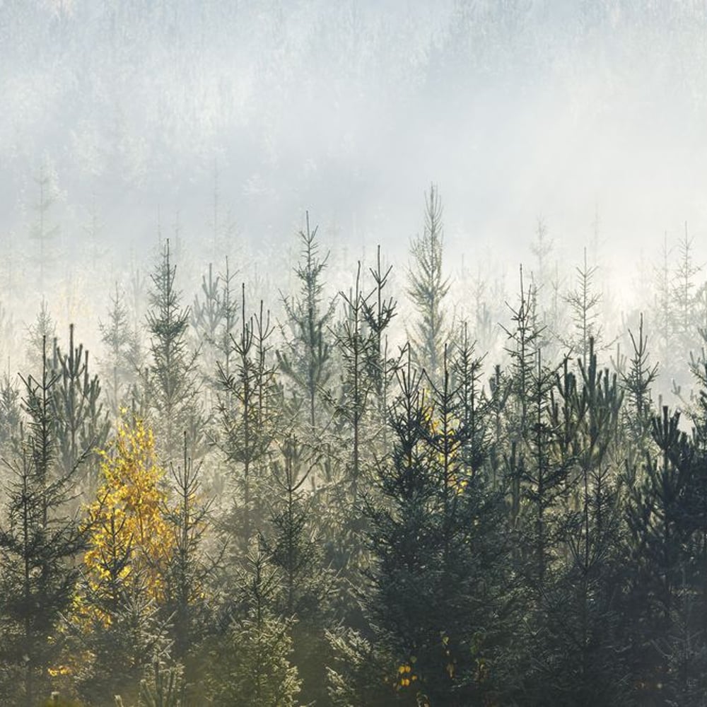 Papiers Peints Panoramique - Foggy Forest in Autumn - New Arrivals