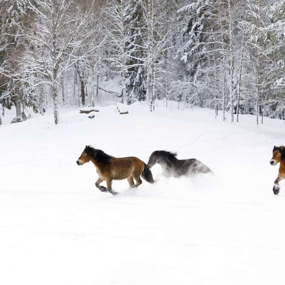 Papiers Peints Panoramique - Horses Galloping in the Snow - Photo Wallpaper Horse