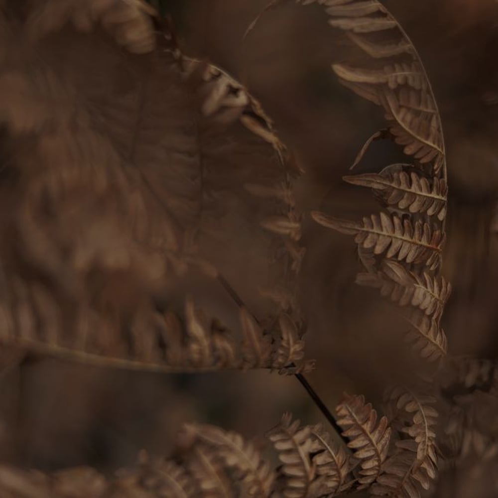 Fototapet - Autumn Fern - New Arrivals