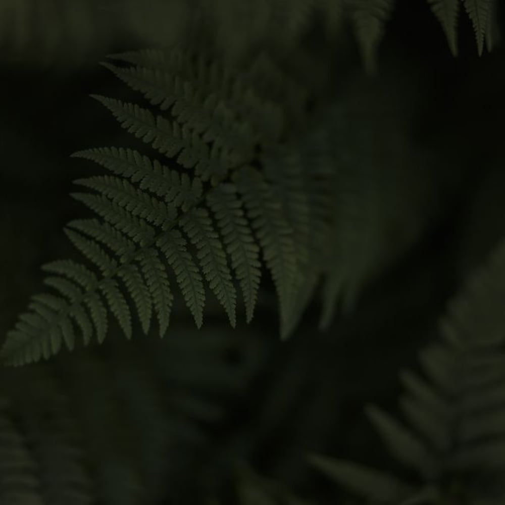 Papiers Peints Panoramique - Ferns in the Dark - New Arrivals