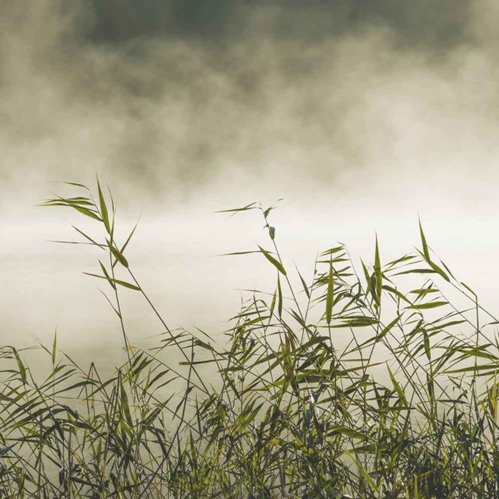 Papiers Peints Panoramique - Grass in Fog - New Arrivals