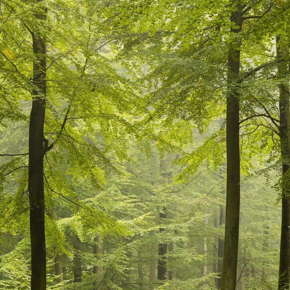 Papiers Peints Panoramique - Green Beech Forest in Skane - New Arrivals