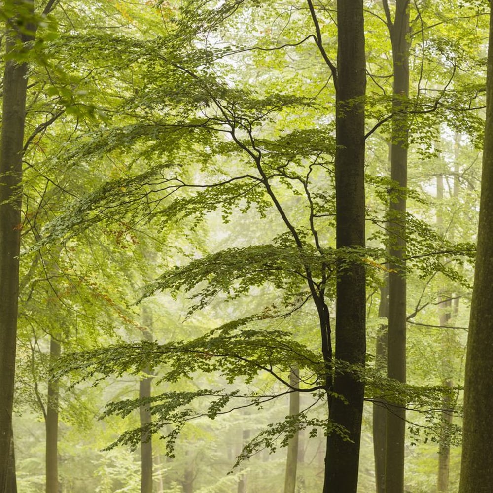 Wall Mural - Beech Forest in Skane - Scandiwall