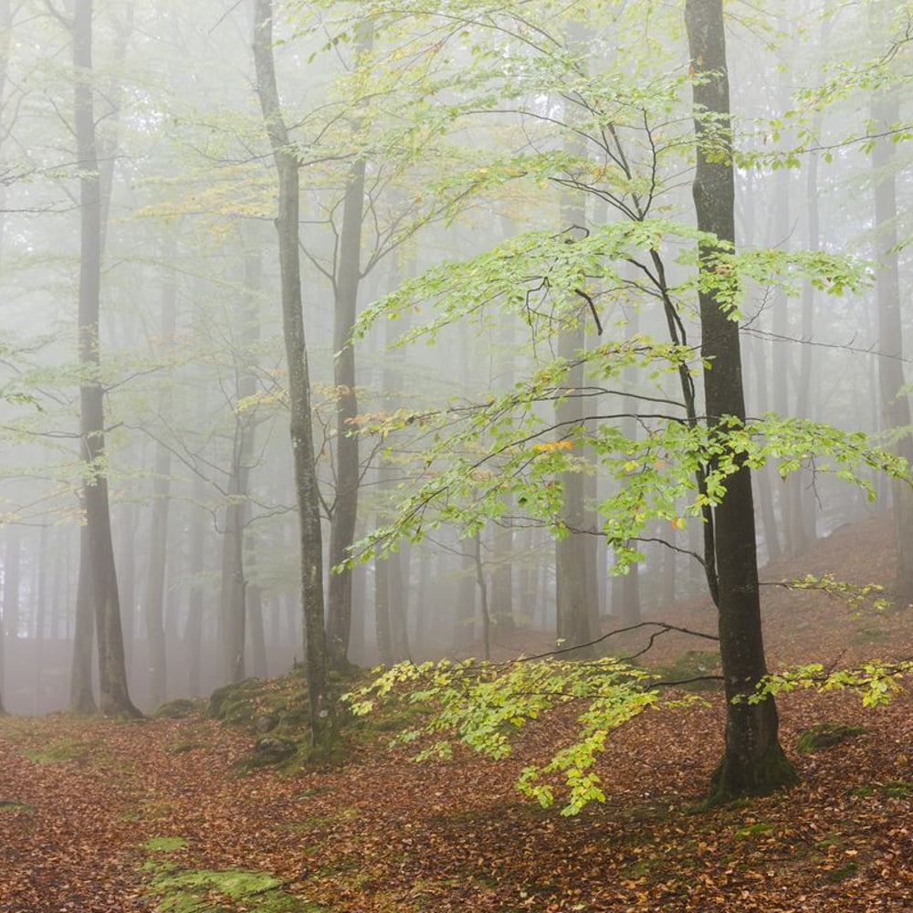 Fototapet - Autumn Beech Forest - New Arrivals