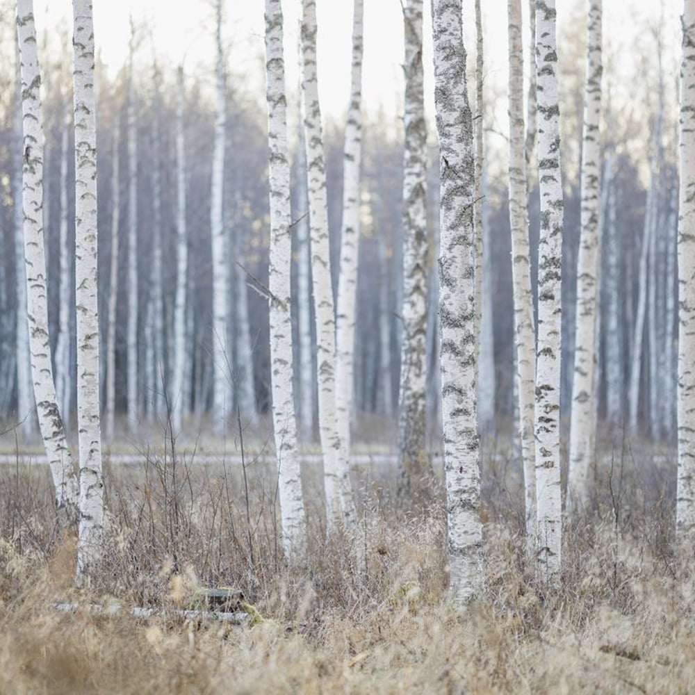 Wall Mural - Birch Trees by the Road - Scandiwall