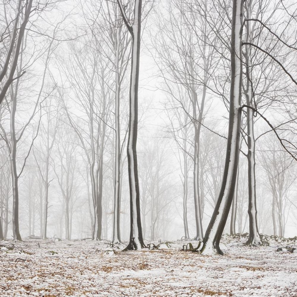 Fototapet - Bare Stems in Winter - New Arrivals