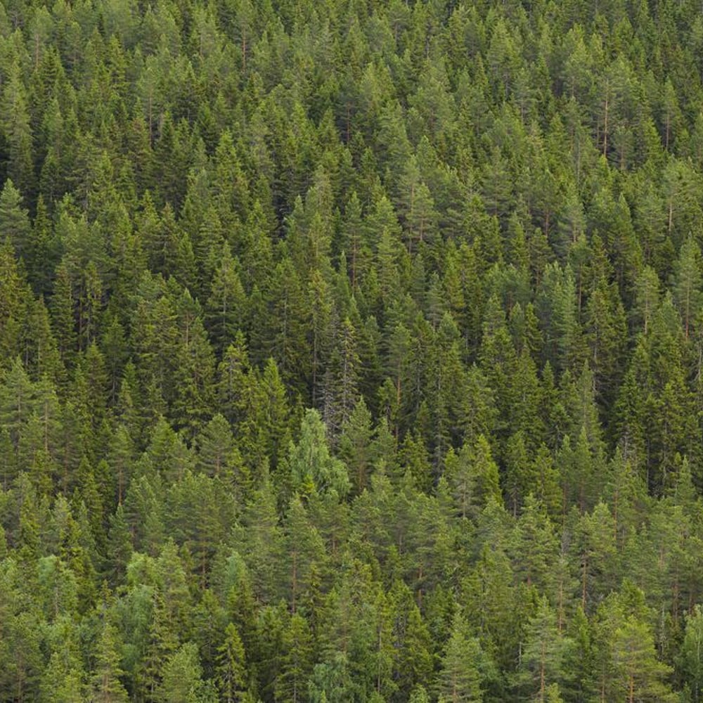 Papiers Peints Panoramique - Fir Forest in Dalarna Sweden - New Arrivals
