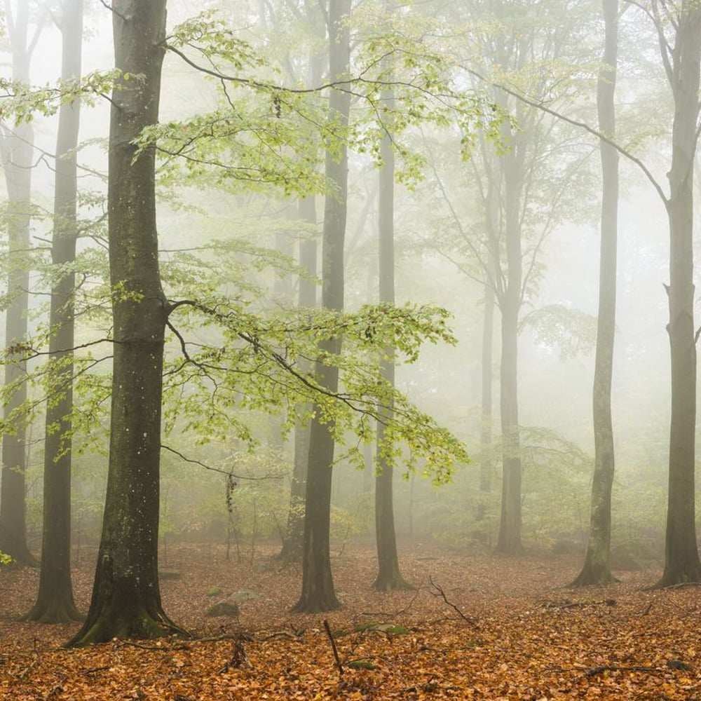 Wall Mural - Beech trees in Autumn Forest - Scandiwall