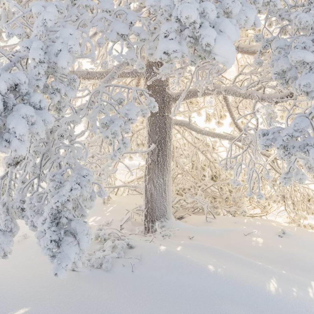 Wall Mural - Beauty Shining Winter Tree - Scandiwall